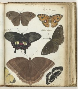 Indische vlinders door Jan Brandes