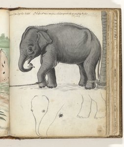 Jonge olifant aan boom door Jan Brandes