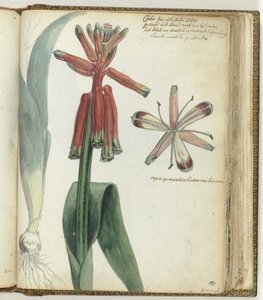 Kaapse bloem