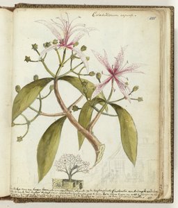 Kaapse hageboom door Jan Brandes