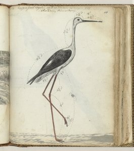 Kaapse poelvogel door Jan Brandes