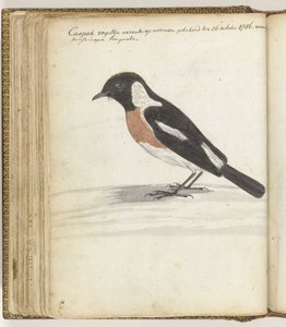 Kaapse vogel