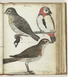 Kaapse vogels