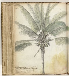 Klapperboom