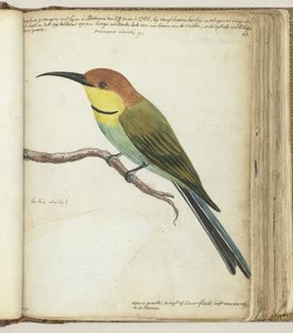 Kleine vogel op tak