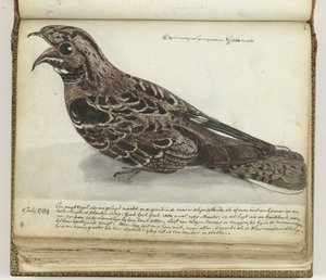 Nachtzwaluw door Jan Brandes