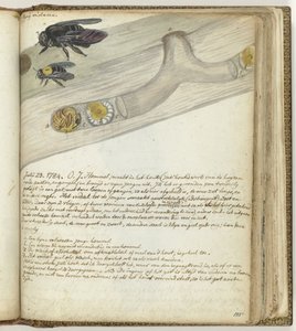 Oostindische hommel door Jan Brandes