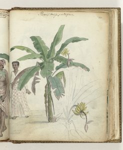 Pisangboom