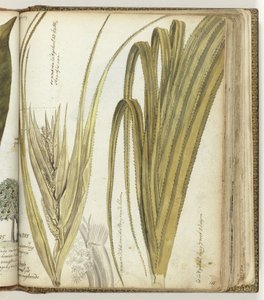 Poedak, Oostindische bloem