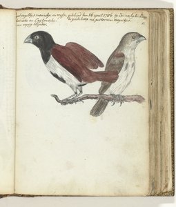 Rijstvogeltjes door Jan Brandes