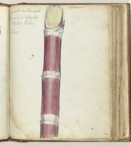 Rood suikerriet door Jan Brandes