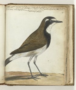 Schapevogel of Kaapse nachtegaal