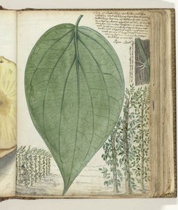 Sirih cultuur door Jan Brandes