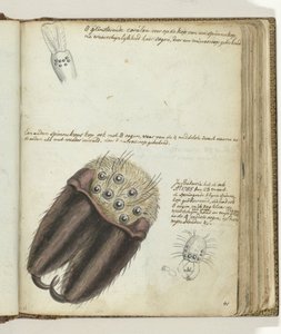 Spinnenkoppen