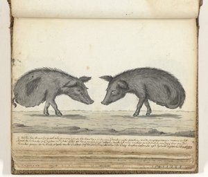 Varkens zonder achterpoten door Jan Brandes
