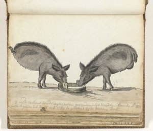 Varkens zonder achterpoten bij trog