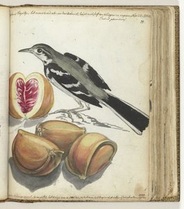 Kwikstaart met fruit