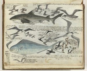 Zeevogels en zeevissen