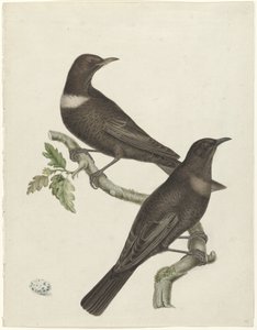 Twee beflijsters (Purdus torquatus) met een ei door Jan Christiaan Sepp (possibly)