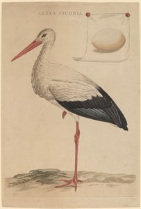 De Witte Ooievaar