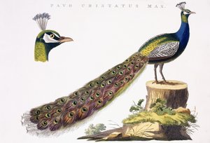 Pauw, ca. 1809-1829