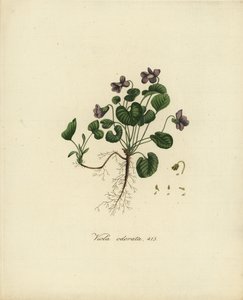 Zoet viooltje of Engels viooltje, Viola odorata