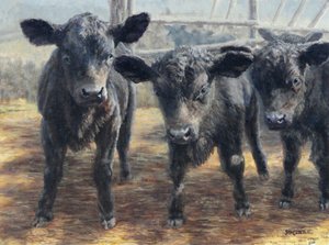 Nieuwsgierige zwarte kalfjes door Jan Clizer