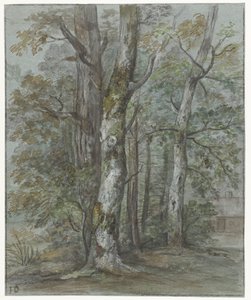 Boomstudie door Jan Dasveldt