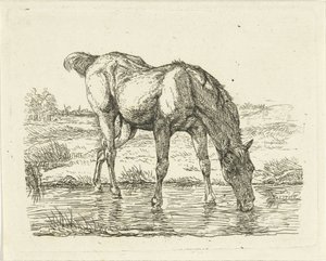 Drinkend paard