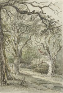 Bosgezicht door Jan Hulswit