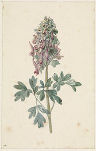 Bloeiende Corydalis bulbosa