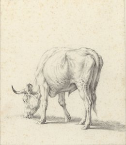 Grazende stier