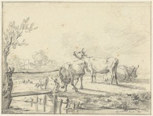 Koeien in een wei