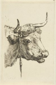 Kop van een koe door Jan Kobell (II)