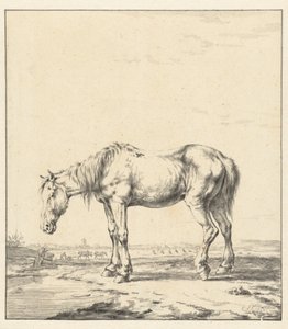 Oud paard bij een water staande