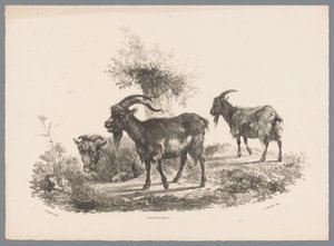 Twee geiten en een schaap bij een boom door Jan Kobell (III)