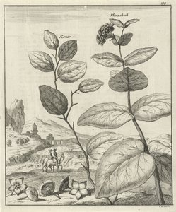 Afbeelding van twee Perzische planten