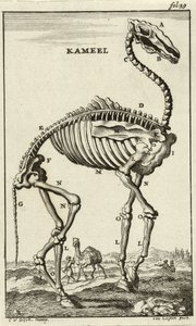 Skelet van een Kameel, ca. 1680s