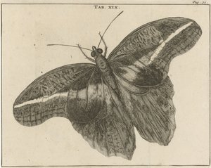 Surinaamse reuzenvlinder XIX