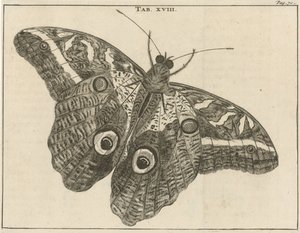Surinaamse reuzenvlinder XVIII