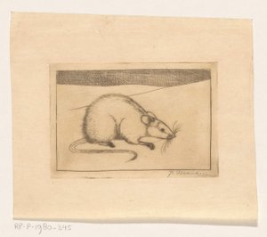 Muis