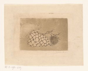 Muis, schelp en distel