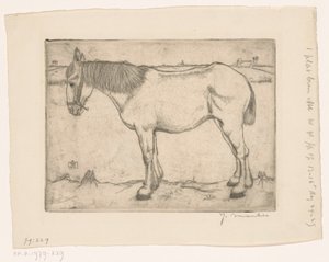 Paard