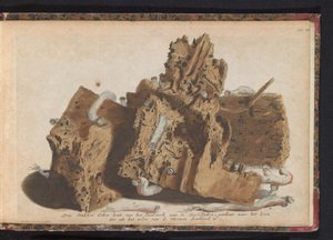 Delen paalwerk aangetast door paalwormen, 1731