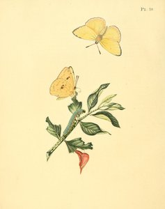 Phoebis sennae (als syn. Papilio hyperici) door Jan Sepp