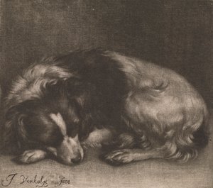 Een slapende hond