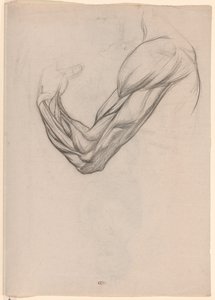 Anatomische studie van de spieren van een rechterarm