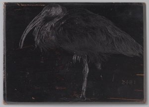 Ibis door Jan Veth