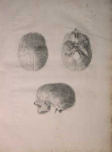 Albinus II, Pl. III, Schedelbot, illustratie uit 