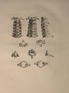 Albinus II, Pl. X: Halswervel, illustratie uit 